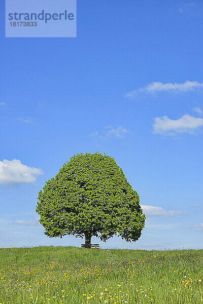 Linde (Tilia) und Parkbank auf der Wiese  Frühling. Irschenberg  Miesbach  Bayern  Deutschland.