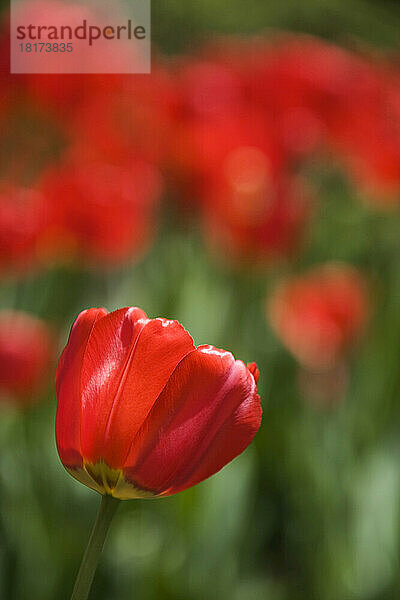 Rote Tulpen  Commissioners Park am Dow's Lake  Ottawa  Ontario  Kanada