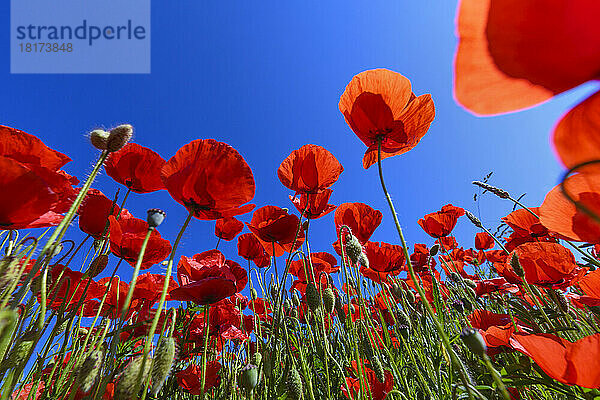 Tiefansicht von Klatschmohn auf einem Feld im Frühling am Neusiedler See im Burgenland  Österreich