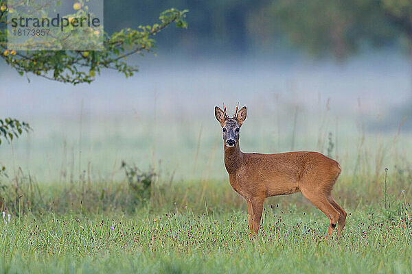 Westliches Reh (Capreolus capreolus) auf der Wiese  Rehbock  Hessen  Deutschland  Europa