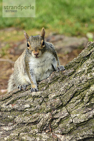 Ein weibliches Ostgrauhörnchen  das in einem öffentlichen Park nach einem Almosen sucht.; Öffentlicher Garten  Boston  Massachusetts.