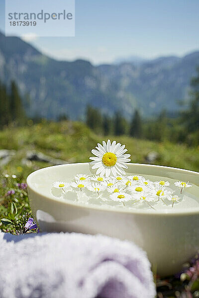 Ochsenauge auf Schale mit Wasser und Kamille  Strobl  Salzburger Land  Österreich