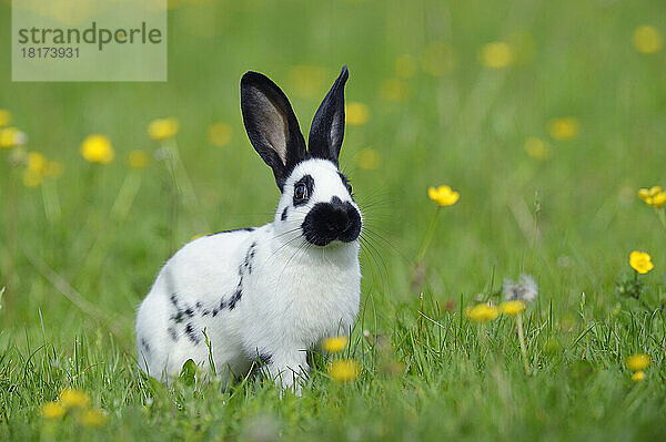 Porträt eines Kaninchenbabys auf einer Frühlingswiese mit Blumen  Bayern  Deutschland