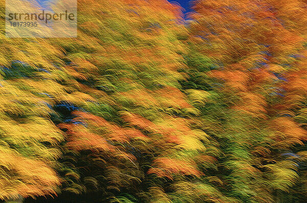 Herbstzusammenfassung  Gatineau Park  Quebec  Kanada
