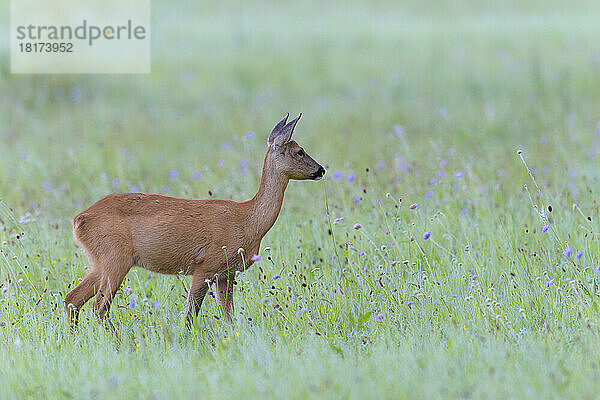 Westliches Reh (Capreolus capreolus) auf der Wiese  Hessen  Deutschland  Europa