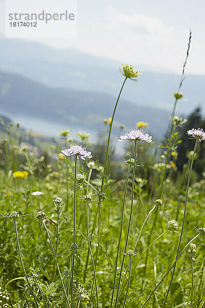 Nahaufnahme eines Blumenfeldes im Sommer  Kärnten  Österreich