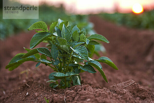 Nahaufnahme der Russet-Kartoffelpflanze im Red Earth Field bei Sonnenuntergang  Prince Edward Island  Kanada