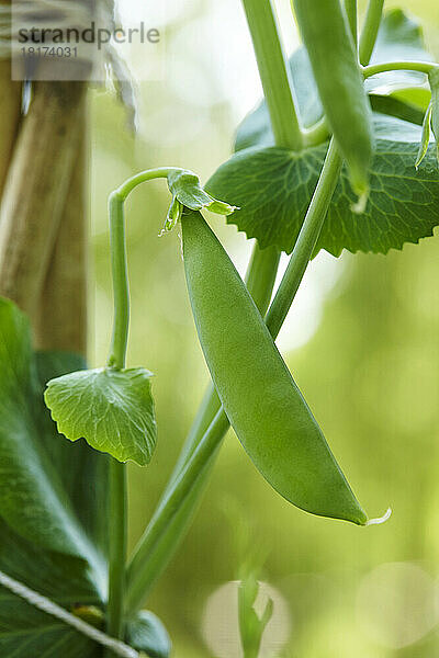 Close-up of Sugar Snap Pea on Vine in Garden  Ontario  Canada