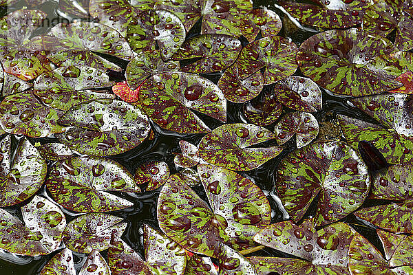 Star of Siam-Seerosenblätter  Nymphaea-Arten  bedeckt mit Wassertropfen.; Wellesley  Massachusetts.