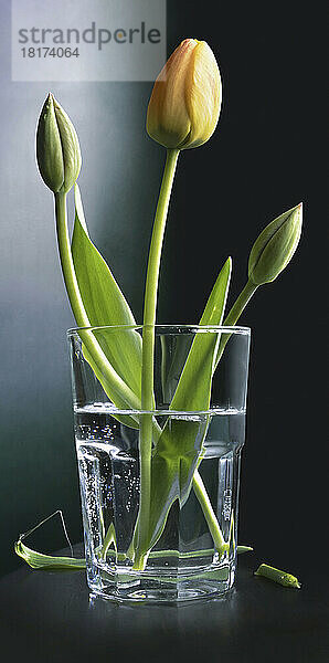 Nahaufnahme von Tulpen in einem Wasserglas  Studioaufnahme auf schwarzem Hintergrund