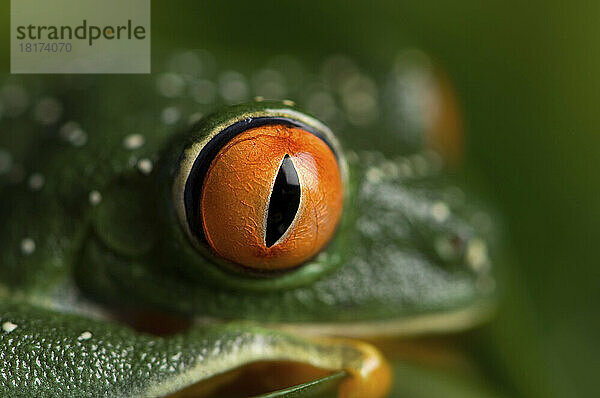 Close-up of the eye of a Red-eyed tree frog (Agalychnis callidryas) at the Sunset Zoo; Manhattan  Kansas  United States of America