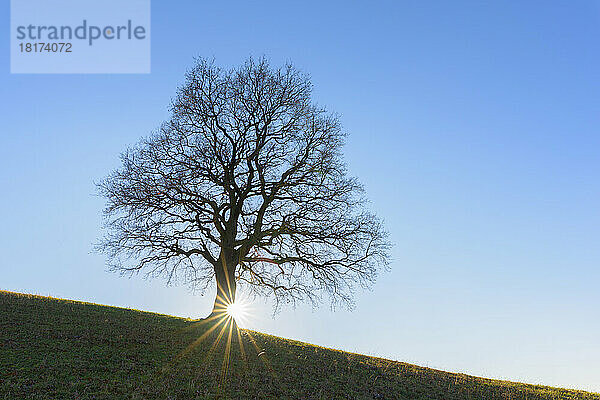 Old Oak Tree in Winter  Odenwald  Hesse  Germany