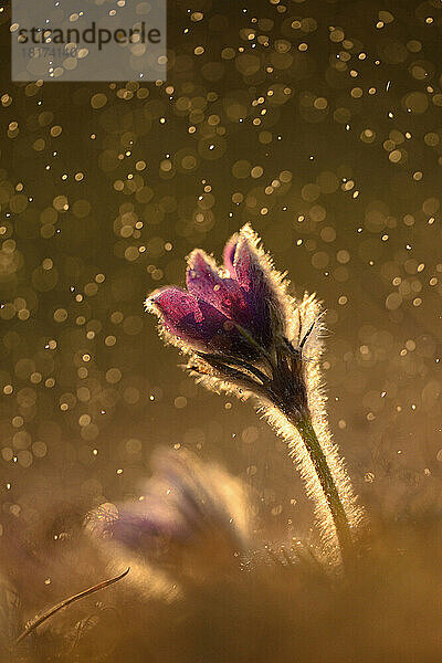 Pulsatilla (Pulsatilla vulgaris) Bloom in Grassland on Rainy Evening in Early Spring  Upper Palatinate  Bavaria  Germany