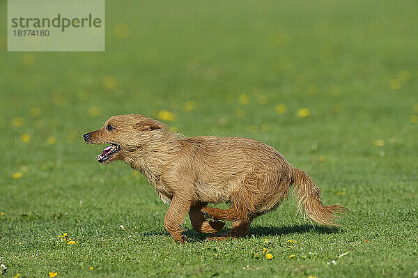 Australian Terrier läuft auf der Wiese  Bayern  Deutschland