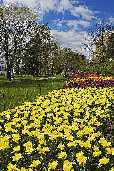 Tulpen  Commissioners Park am Dow's Lake  Ottawa  Ontario  Kanada