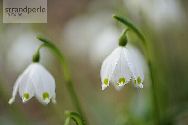 Nahaufnahme der Blüten der Frühlingsschneeflocke (Leucojum Vernum) im Wald im Frühling  Oberpfalz  Bayern  Deutschland