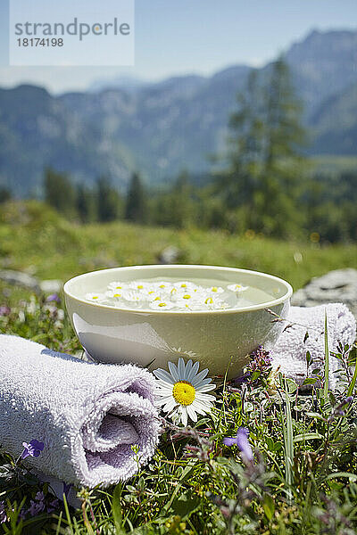 Oxeye Daisy von Schale mit Wasser und Kamille  Strobl  Salzburger Land  Österreich