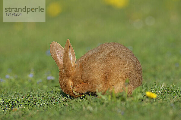 Portrait of Baby Rabbit Cleaning it's Face in Spring Meadow  Bavaria  Germany