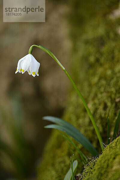 Nahaufnahme der Blüte der Frühlingsschneeflocke (Leucojum vernum) im Wald im Frühling  Oberpfalz  Bayern  Deutschland