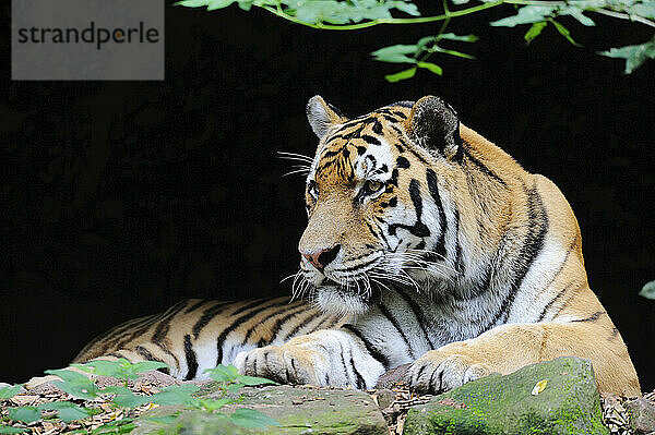 Porträt des Sibirischen Tigers (Panthera tigris altaica) im Zoo  Nürnberg  Bayern  Deutschland