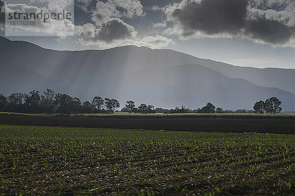 Neu gepflanzte Pflanzen auf dem Feld und in der Bergkette mit dämmrigen Sonnenstrahlen außerhalb von Cairns in Queensland  Australien