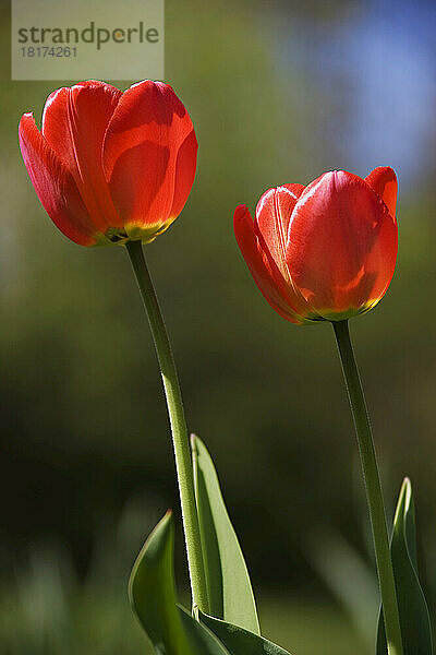 Rote Tulpen  Commissioners Park am Dow's Lake  Ottawa  Ontario  Kanada