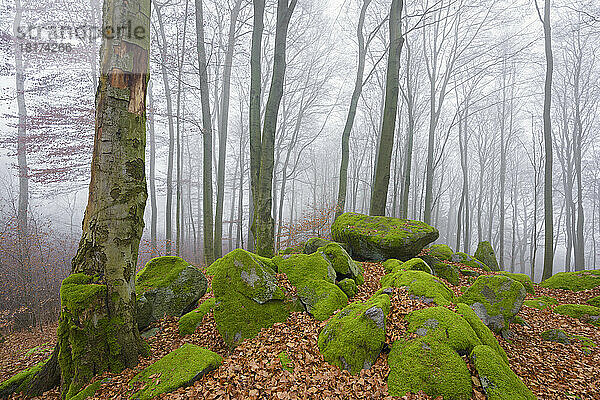 Buchenwald (Fagus sylvatica) und Felsenmeer im Morgennebel  Odenwald  Hessen  Deutschland