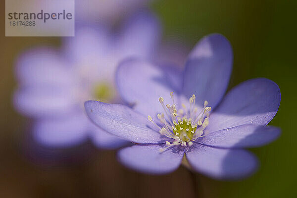 Nahaufnahme des Gewöhnlichen Leberblümchens (Anemone hepatica) auf dem Waldboden im zeitigen Frühjahr  Oberpfalz  Bayern  Deutschland