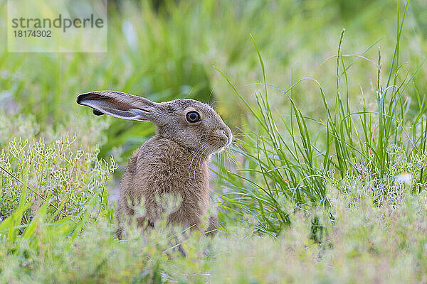 Europäischer Feldhase (Lepus europaeus)  Hessen  Deutschland