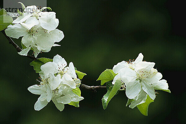 Nahaufnahme der Apfelblüte