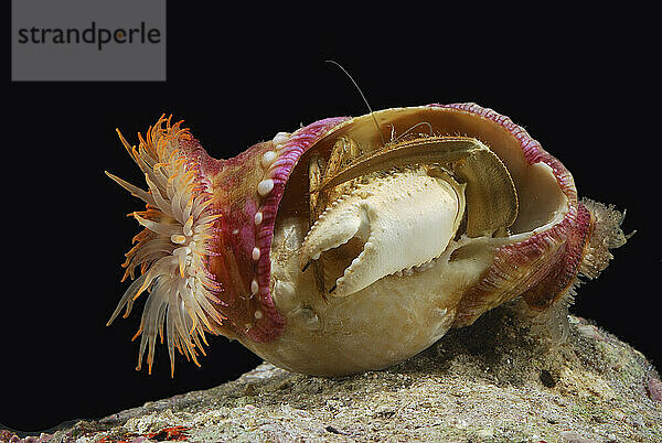 Anemonen-Einsiedlerkrebs. Krabben legen zum Schutz Anemonen auf den Panzer.; Insel Derawan  Borneo  Indonesien.