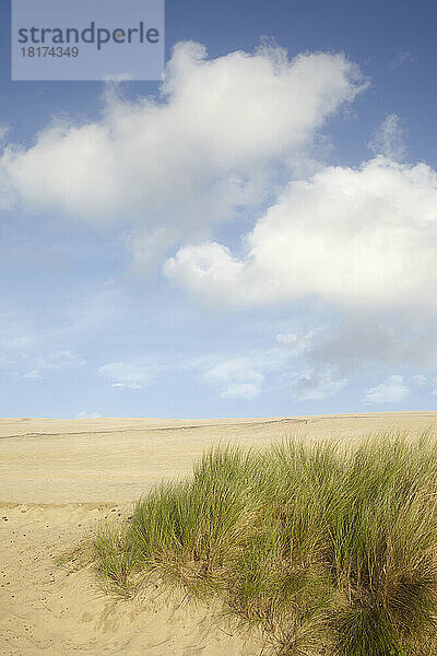 Gras auf Sanddüne  Dune du Pilat  Arcachon  Frankreich
