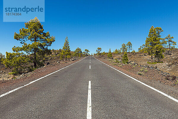 Straße durch vulkanische Landschaft mit Pinien im Parque Nacional del Teide  Teneriffa  Kanarische Inseln  Spanien