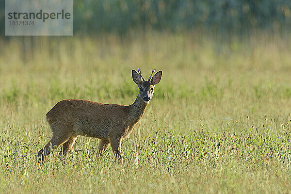 Westliches Reh (Capreolus capreolus) auf der Wiese  Rehbock  Hessen  Deutschland  Europa