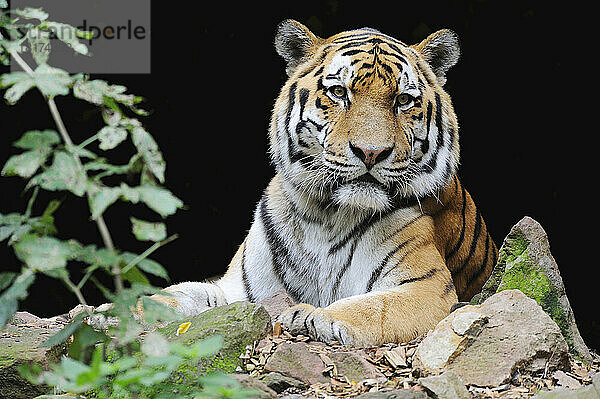 Porträt des Sibirischen Tigers (Panthera tigris altaica) im Zoo  Nürnberg  Bayern  Deutschland