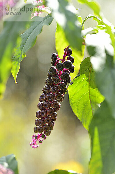 Close-up of American Pokeweed (Phytolacca americana) Fruits in Autumn  Bavaria  Germany