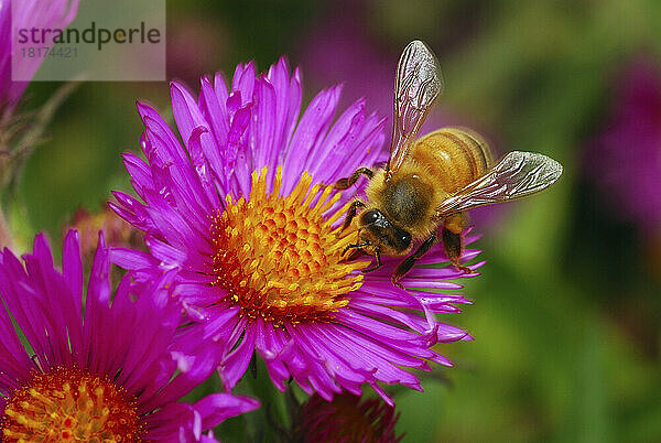 Biene trinkt Nektar aus einer leuchtend rosa Blume.; Arlington  Massachusetts.