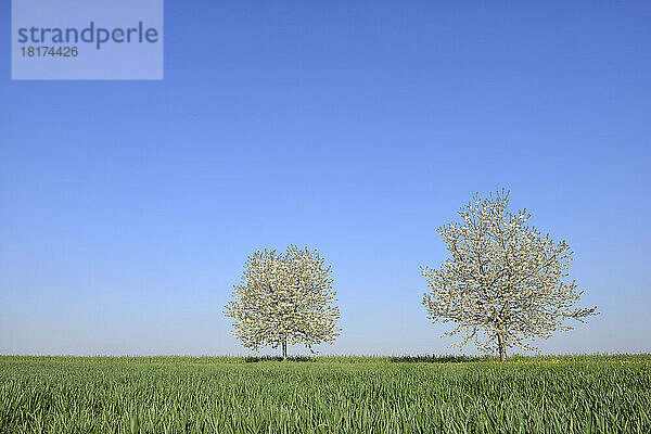 Blühende Kirschbäume auf der Wiese  Frühling. Baden-Württemberg  Schwarzwald  Deutschland.