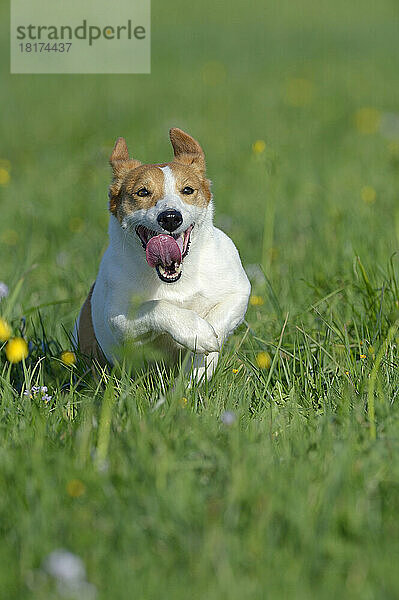 Jack Russell Terrier läuft auf der Wiese  Bayern  Deutschland