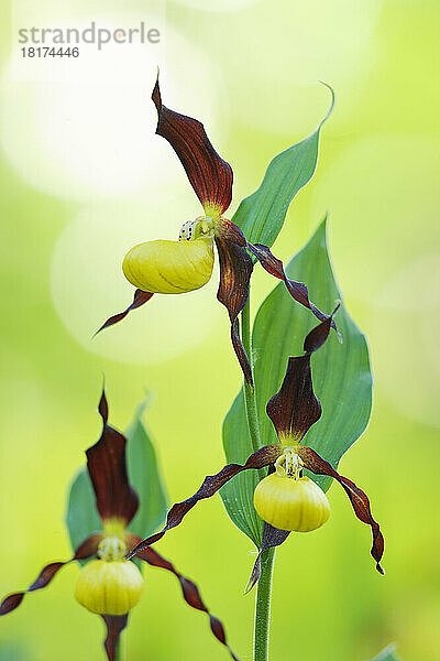 Frauenschuh-Orchidee (Cypripedium calceolus)  Bayern  Deutschland