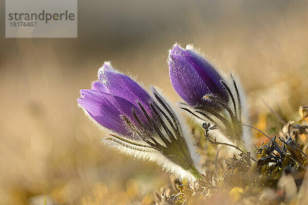 Pulsatilla (Pulsatilla vulgaris) blüht abends im zeitigen Frühjahr im Grasland  Oberpfalz  Bayern  Deutschland