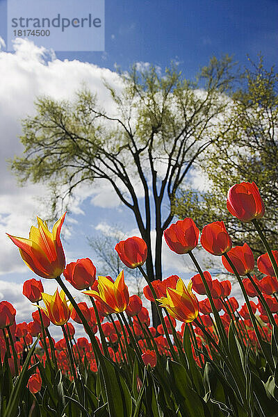 Tulpen  Commissioners Park am Dow's Lake  Ottawa  Ontario  Kanada