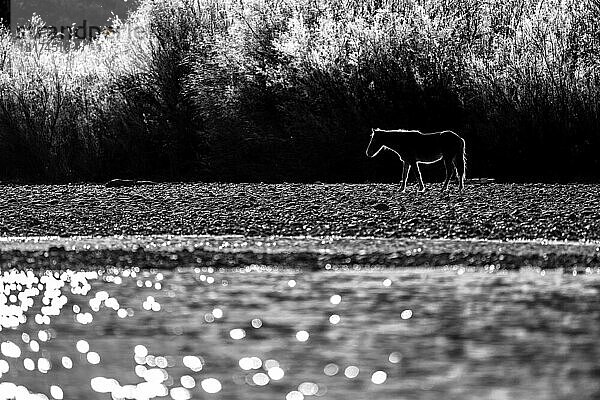 Ein Wildpferd  das im Gegenlicht des Sonnenlichts einen schimmernden Salt River entlang läuft; Phoenix  Arizona  Vereinigte Staaten von Amerika