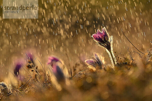 Pulsatilla (Pulsatilla vulgaris) blüht im Grasland an einem regnerischen Abend im frühen Frühling  Oberpfalz  Bayern  Deutschland