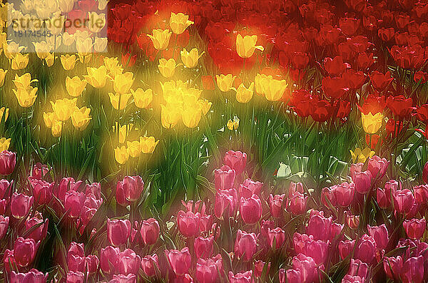 Tulpen  Ottawa  Ontario  Kanada