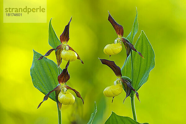 Frauenschuh-Orchidee (Cypripedium calceolus)  Bayern  Deutschland