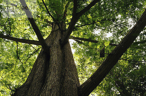 Blick auf den Stamm eines Urweltmammutbaums  Metasequoia glyptostroboides.; Cambridge  Massachusetts.