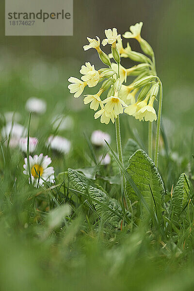 Nahaufnahme der echten Ochsenlippe (Primula elatior) blüht auf einer Wiese im Frühling  Oberpfalz  Bayern  Deutschland