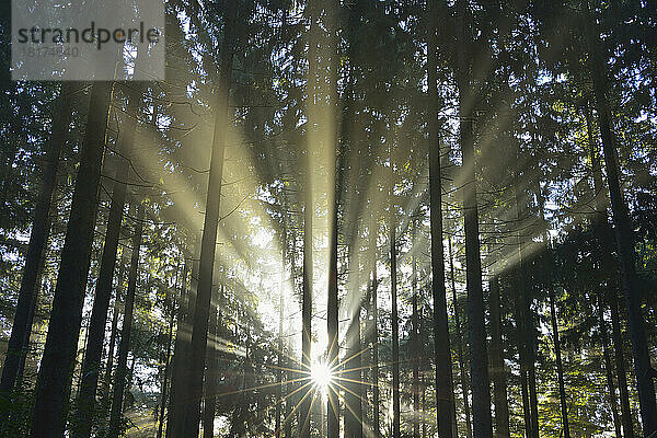 Sonne scheint durch Wald  Schleswig-Holstein  Deutschland