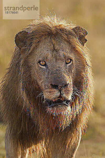 Porträt eines männlichen Löwen (Panthera leo) nach der Fütterung  Masai Mara National Reserve  Kenia